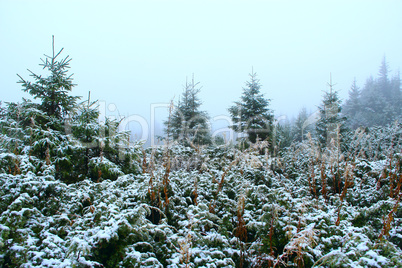 Mountain forest in dense fog