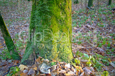 green moss on the bark of a tree in autumn