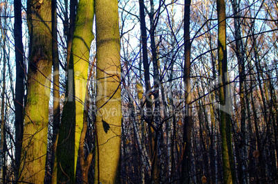 sunlight through the trees in the autumn