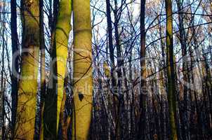 sunlight through the trees in the autumn