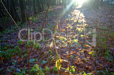 sunlight through the trees in the autumn