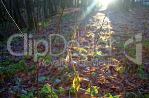 sunlight through the trees in the autumn