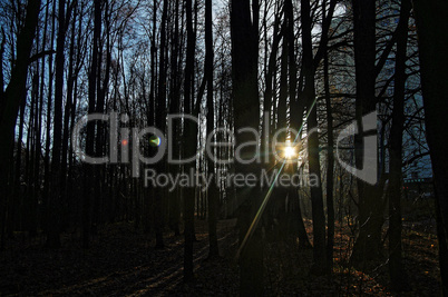 sunlight through the trees in the autumn