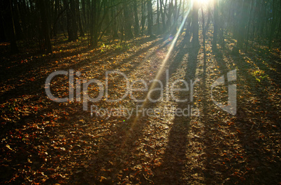 sunlight through the trees in the autumn