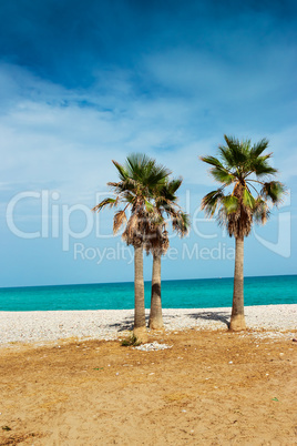 Palm trees on the beach.