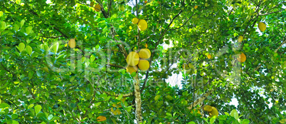 Breadfruit tree with ripe fruits. Wide photo.