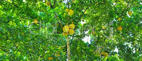 Breadfruit tree with ripe fruits. Wide photo.
