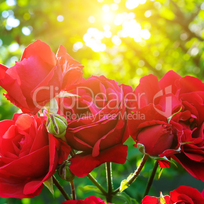 Beautiful roses in garden adn sun.