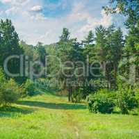 Natural forest with coniferous and deciduous trees, meadow and f