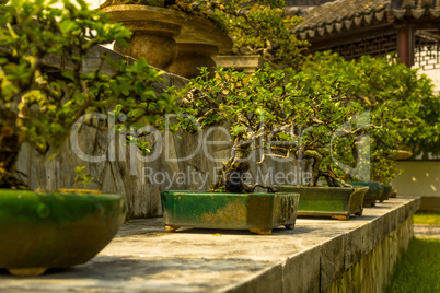 Bonsai in the Japanese Garden of Singapore
