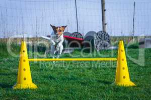 dog jumps over hurdel