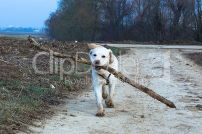 dog fetches big wooden stick