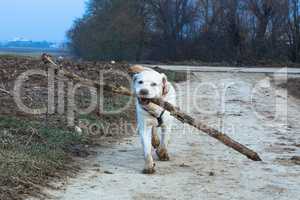 dog fetches big wooden stick