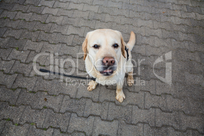 white labrador retiever sits on the ground