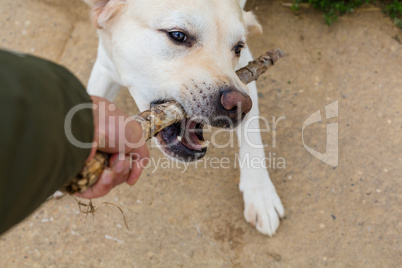 playful labrador retiever in detail