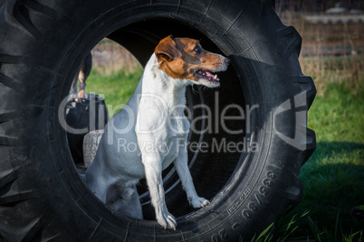 Jack Russel terrier stands in tyre