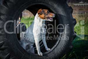 Jack Russel terrier stands in tyre