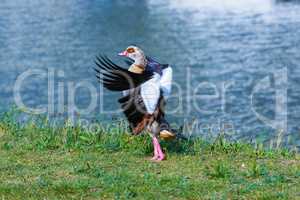 nile goose flapping its wings
