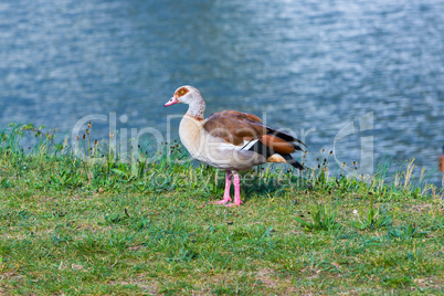 Colorful nile goose at a river