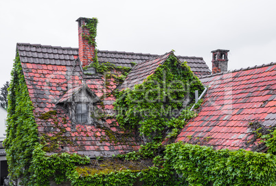 overgrown roof of a old house
