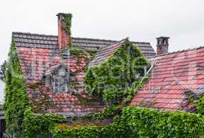 overgrown roof of a old house