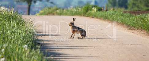 wild hare sits on a street