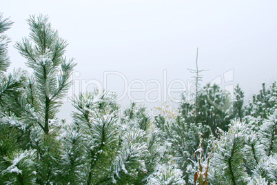 Branches of pines covered by in the dense fog