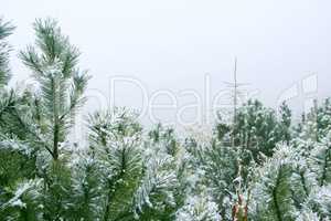 Branches of pines covered by in the dense fog