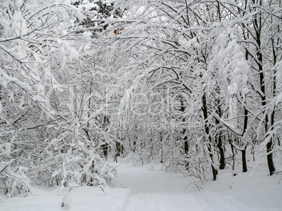 winter forest trees