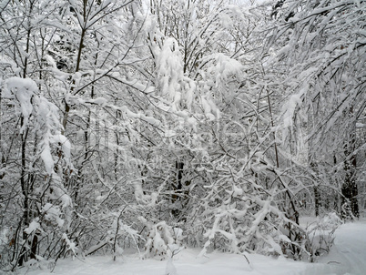 winter forest trees