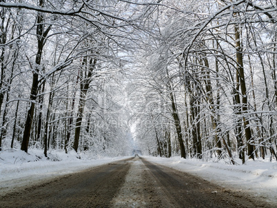 winter forest trees