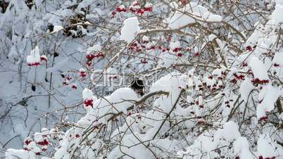 Winter guelder rose snow birds starling