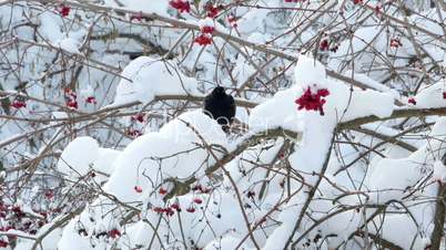 Winter guelder rose snow birds starling