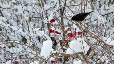 Winter guelder rose snow birds starling