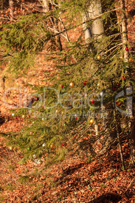 Weihnachtsbaum im Wald