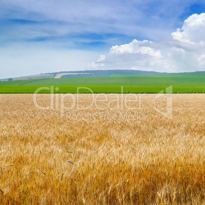 Wheat field and blue sky with light clouds