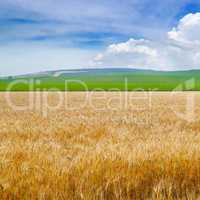 Wheat field and blue sky with light clouds