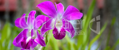 Image of beautiful purple orchid flowers in the garden. Floral b