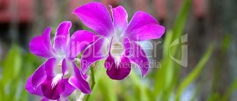Image of beautiful purple orchid flowers in the garden. Floral b