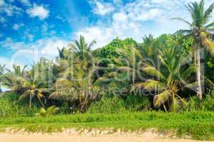 Tropical palms on the sandy beach .