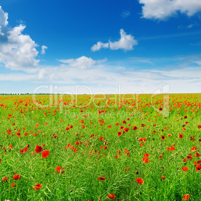 Meadow with wild poppies and blue sky.