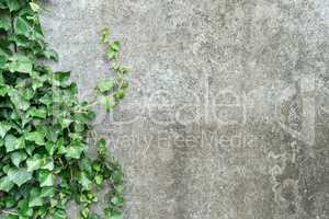 background with ivy