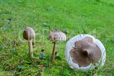 Three specimens of Slender parasol mushroom