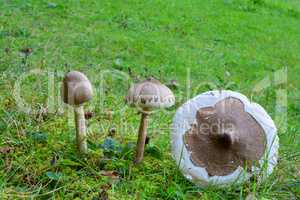 Three specimens of Slender parasol mushroom