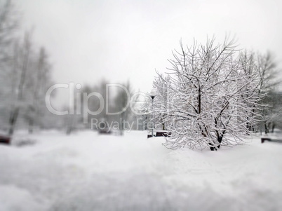 city park after snowfall at day