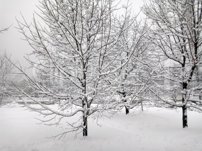 city park after snowfall at day