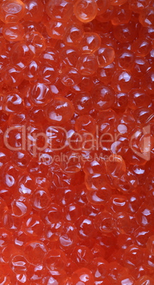 red caviar at day