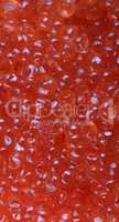 red caviar at day