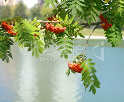 ashberry at dry sunny day