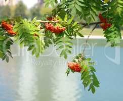 ashberry at dry sunny day